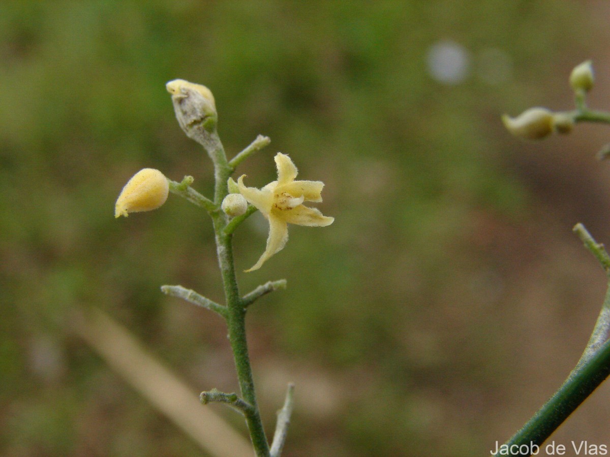 Hevea brasiliensis (Willd. ex A.Juss.) Müll.Arg.